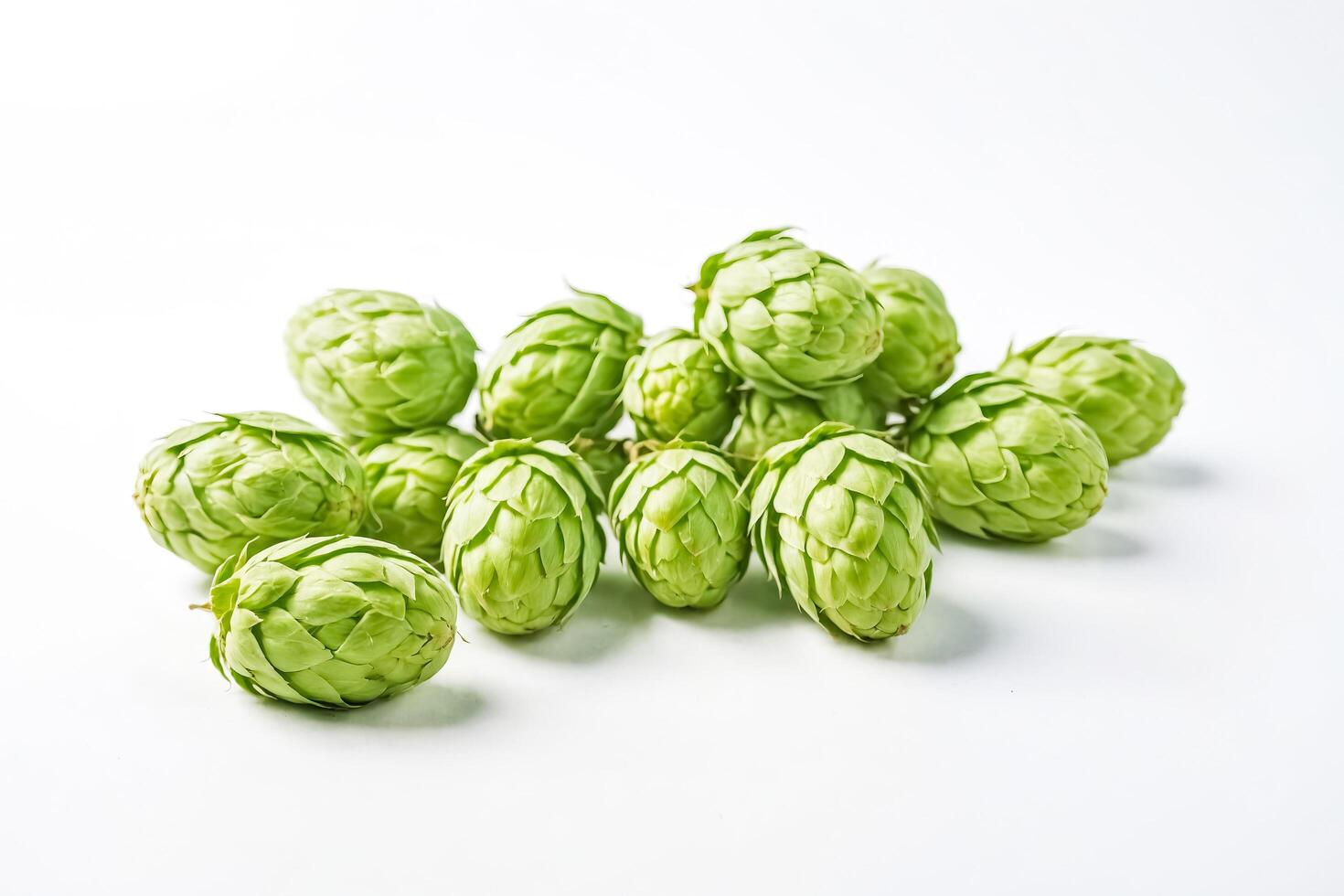 Fresh Green Hops Cones on White Background photo