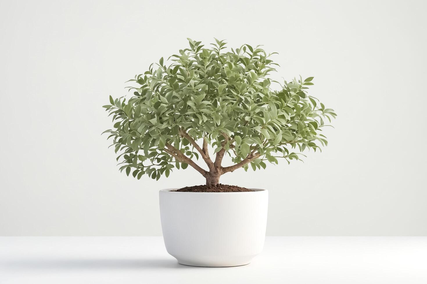 Green plant in a white pot on a white background photo