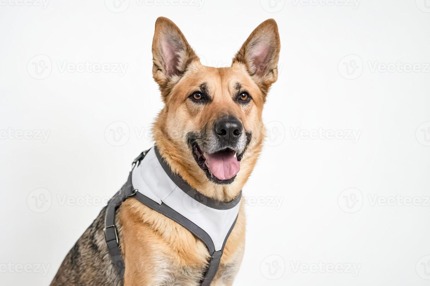 Friendly German Shepherd Dog with a White Harness Sitting in Front of a White Background photo