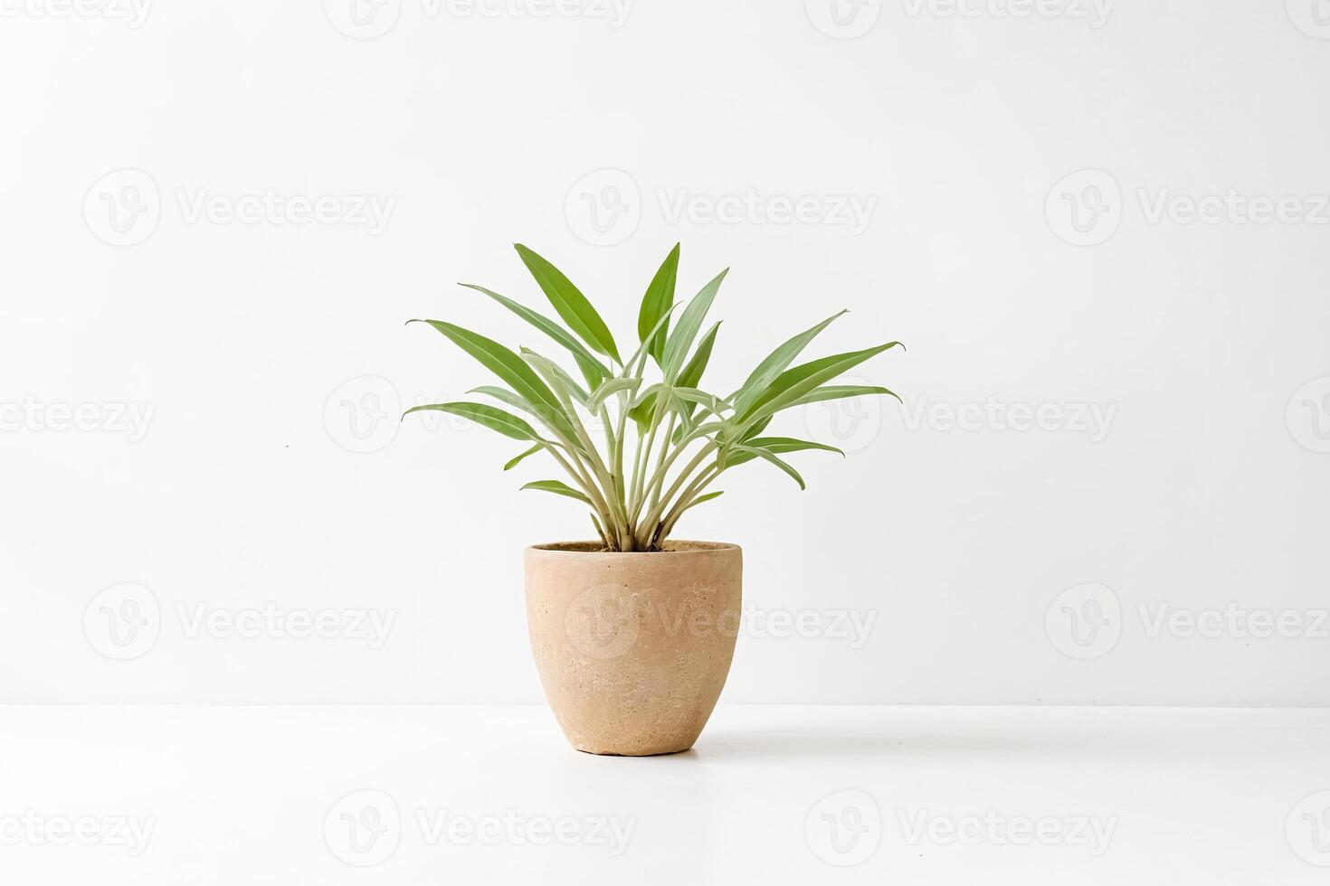 Minimalist Houseplant in a Clay Pot on White Background photo