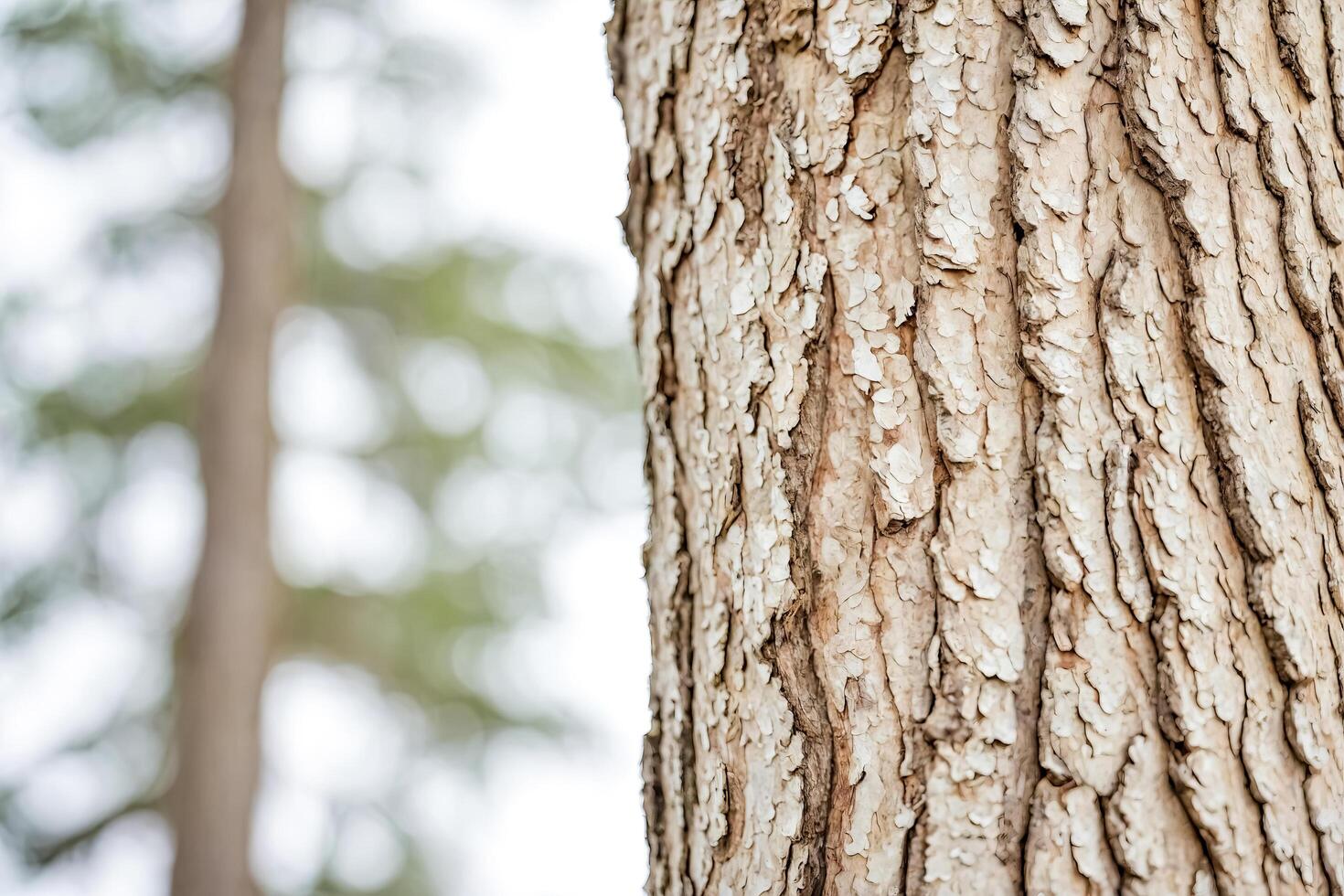 Close-up of Tree Bark in a Forest photo