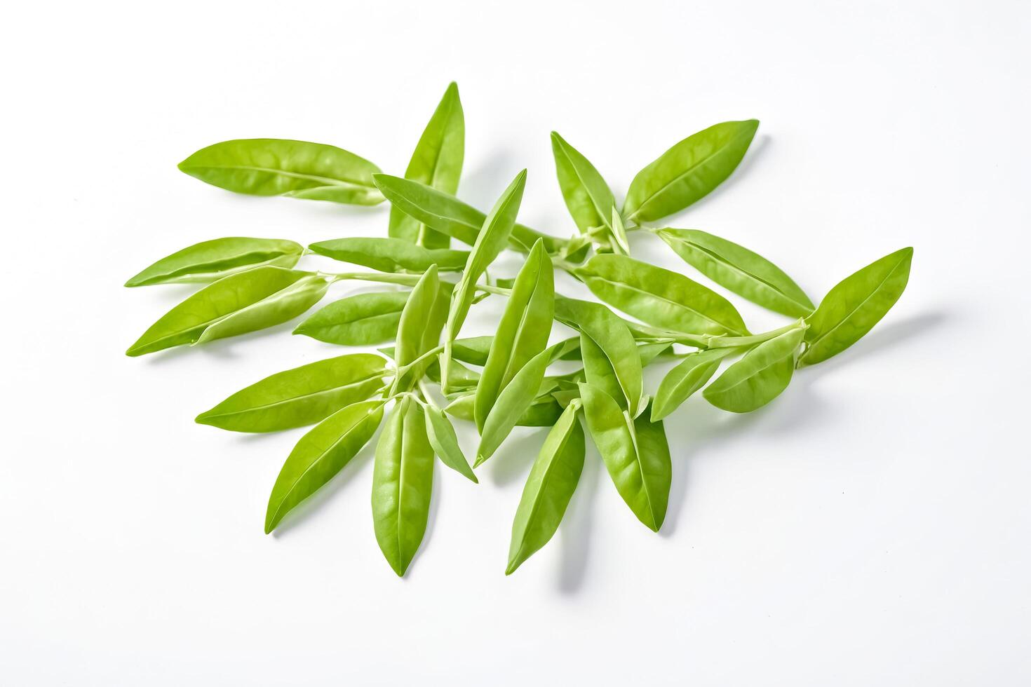 Green leaves on white background photo