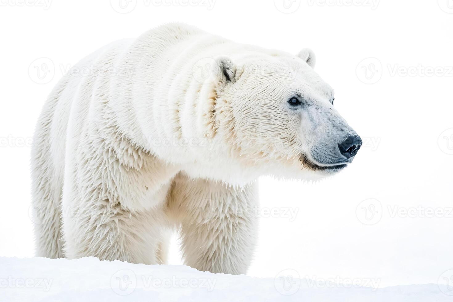 Polar bear standing in the snow photo