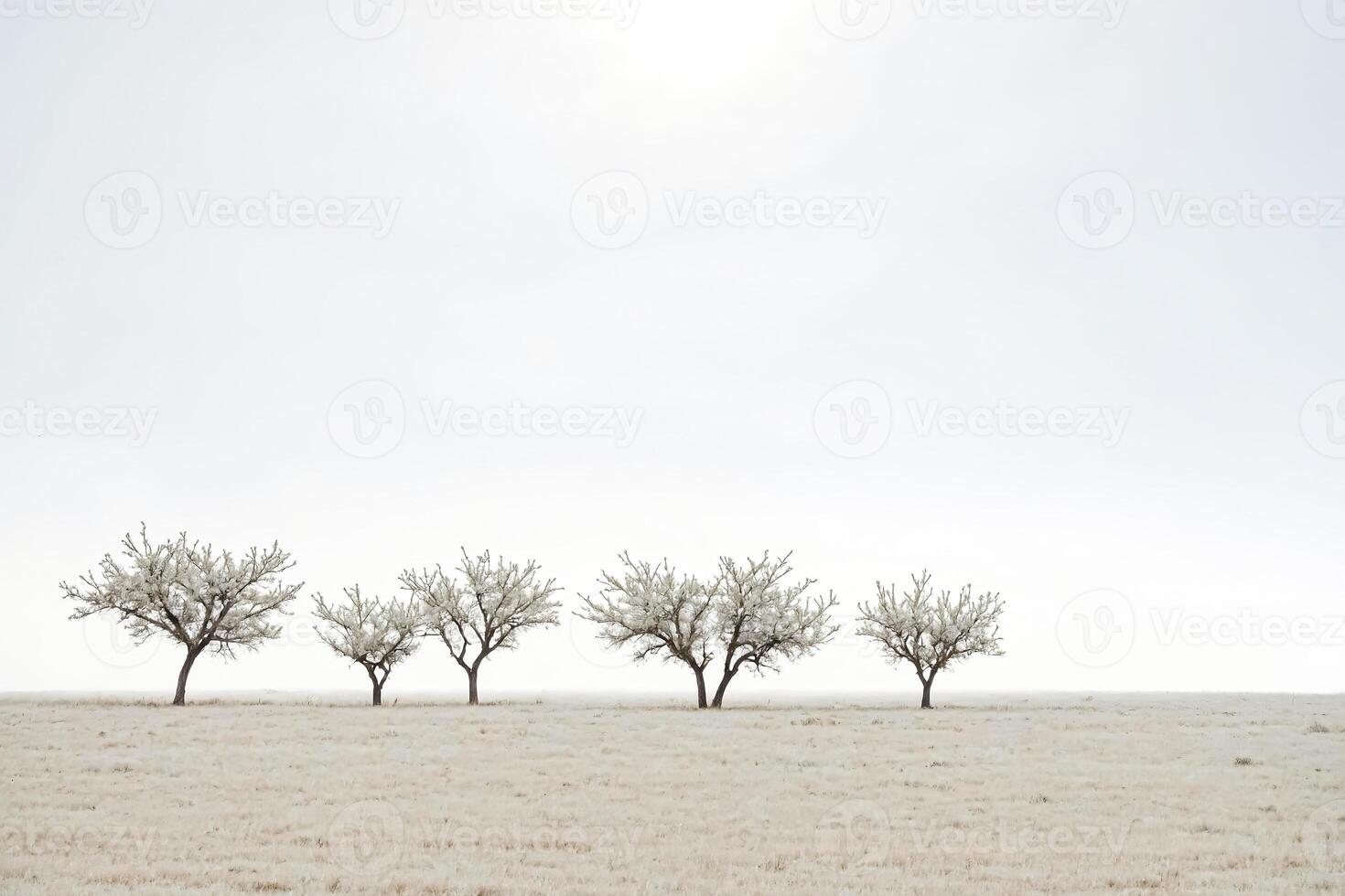 Five Trees in a Foggy Field photo