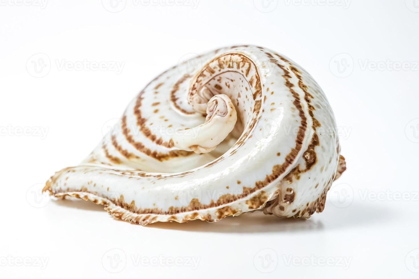 Seashell with intricate patterns photo