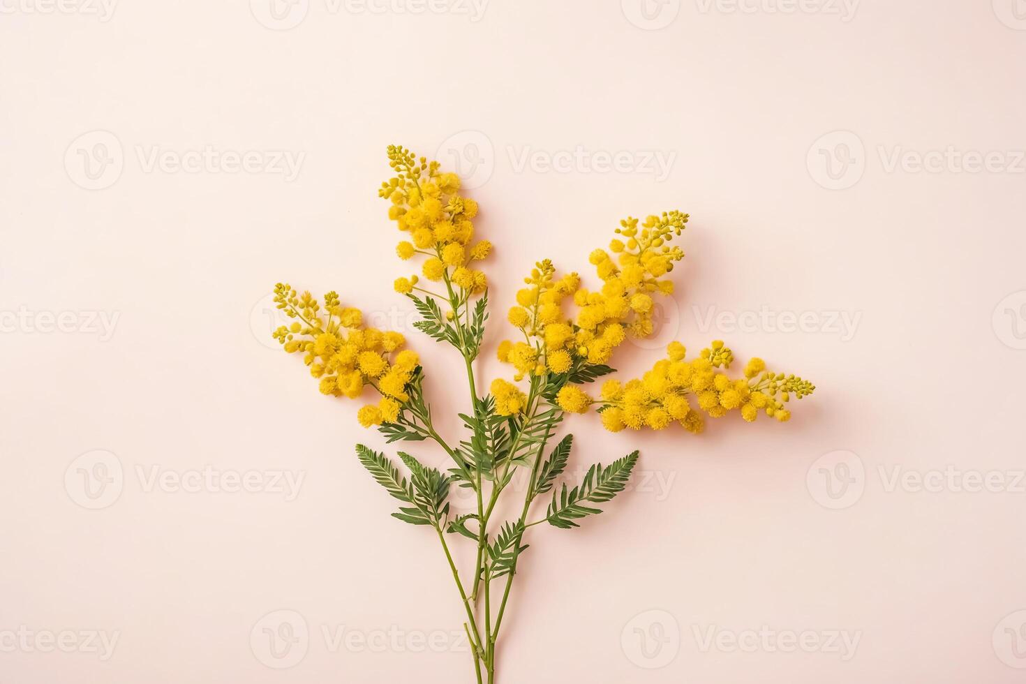 Yellow Mimosa Flower Branch On Pink Background photo