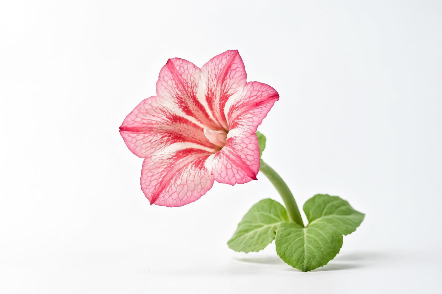 Pink Flower with White Stripes on White Background photo
