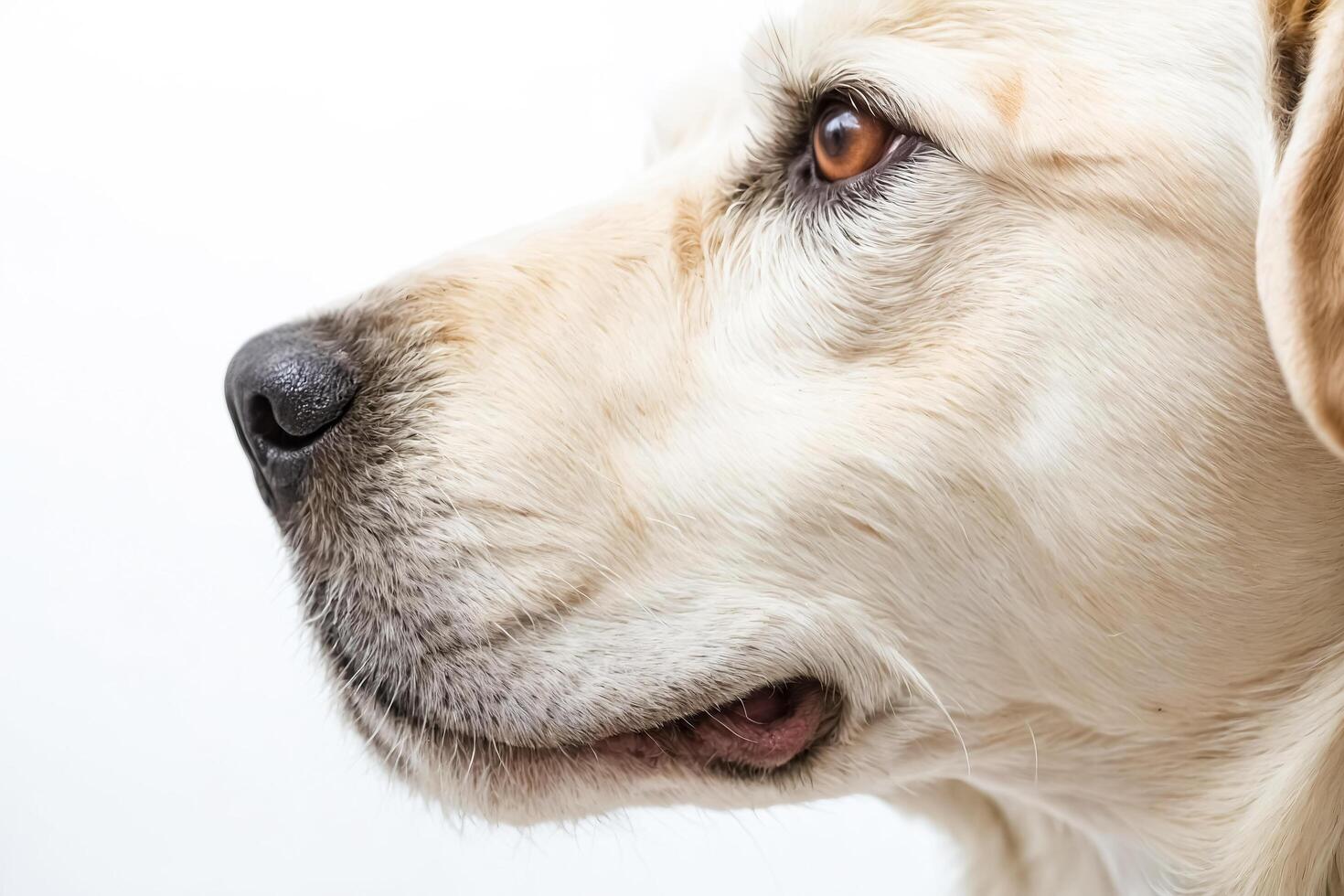 Closeup of a dog's face photo