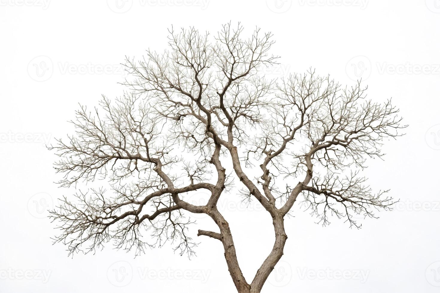 Bare Tree Branches Against White Background photo