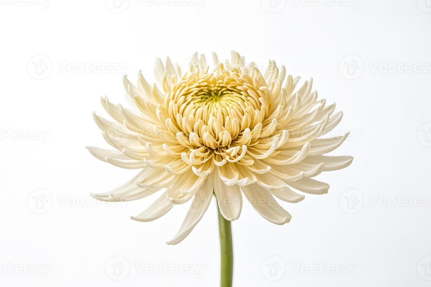 Single White Chrysanthemum Flower photo