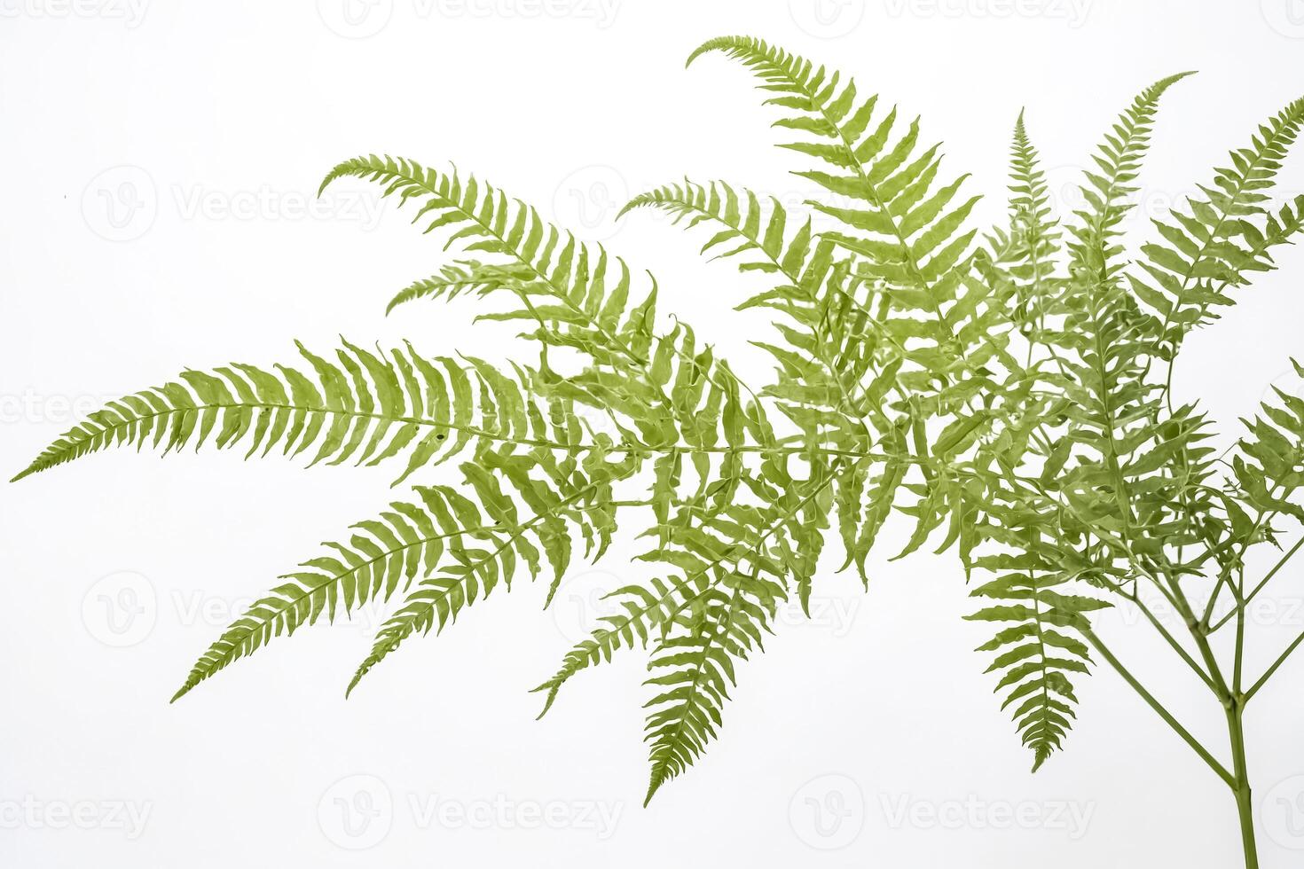 Green Fern Fronds Isolated on White Background photo