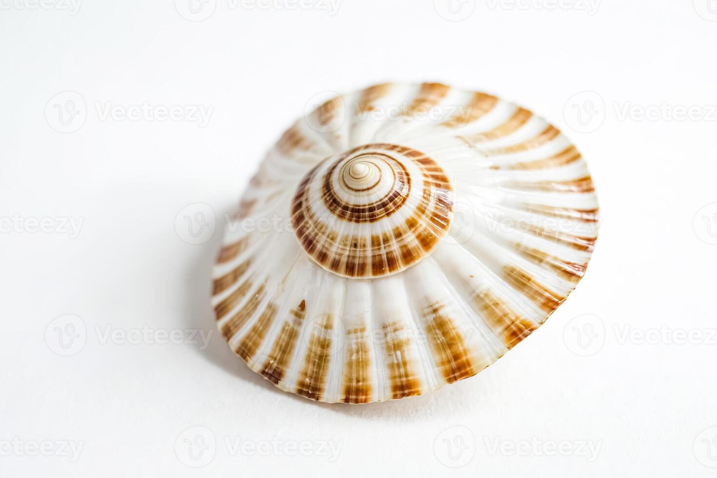 Seashell with brown stripes on a white background photo