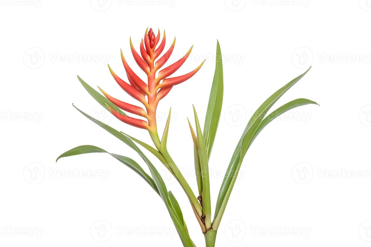 Red and Green Tropical Flower on White Background photo