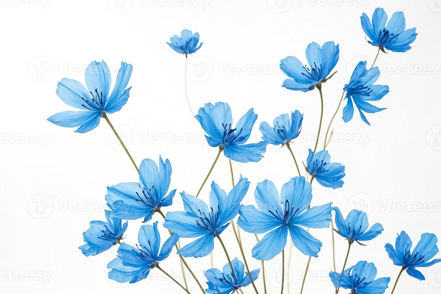 Delicate Blue Flowers on White Background photo