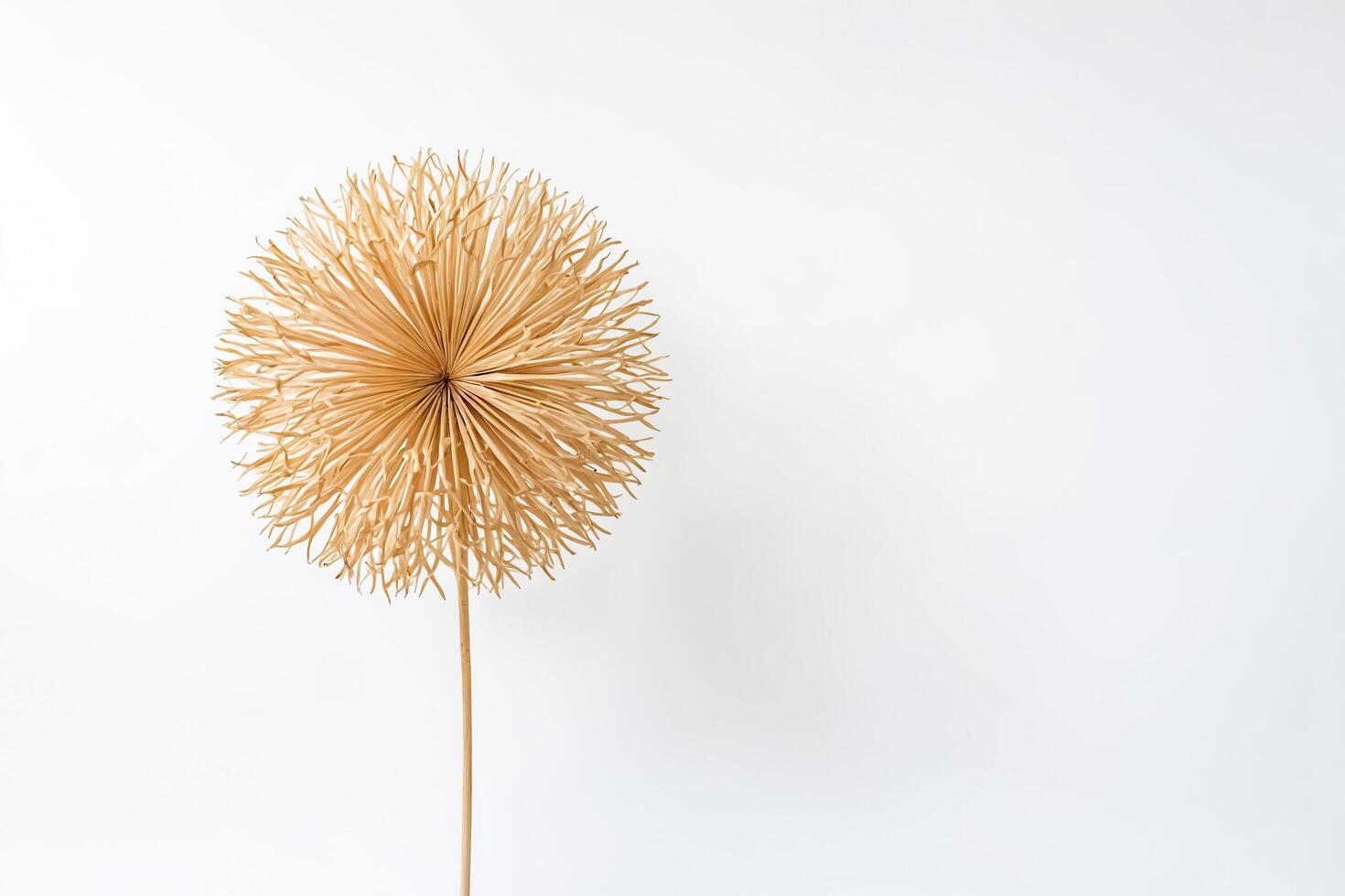 Dried flower on white background photo