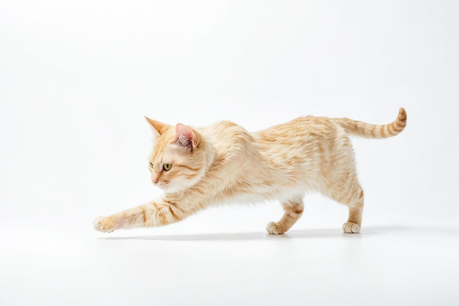 Creamy Cat Pouncing photo