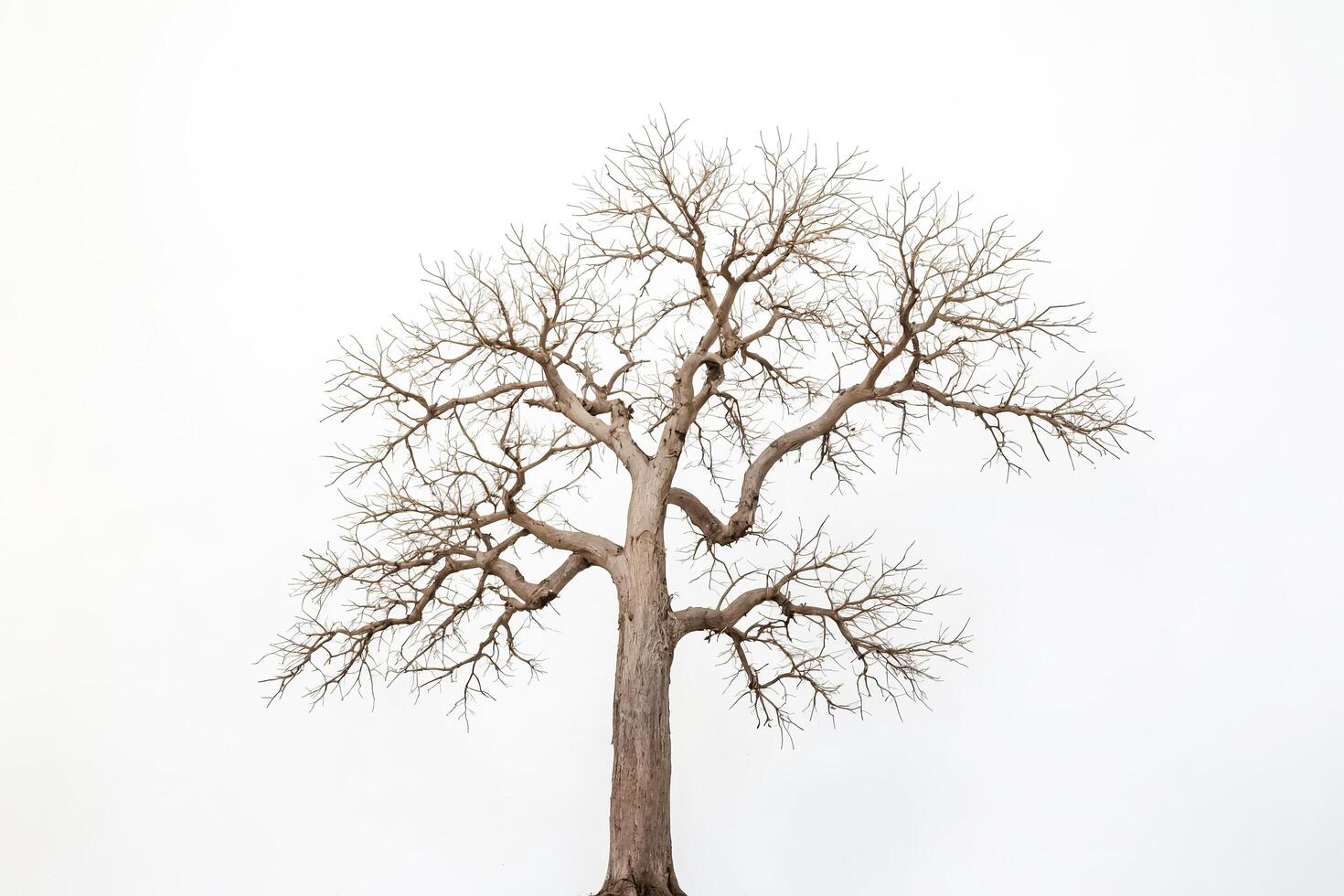 Bare Tree Silhouette Against White Background photo