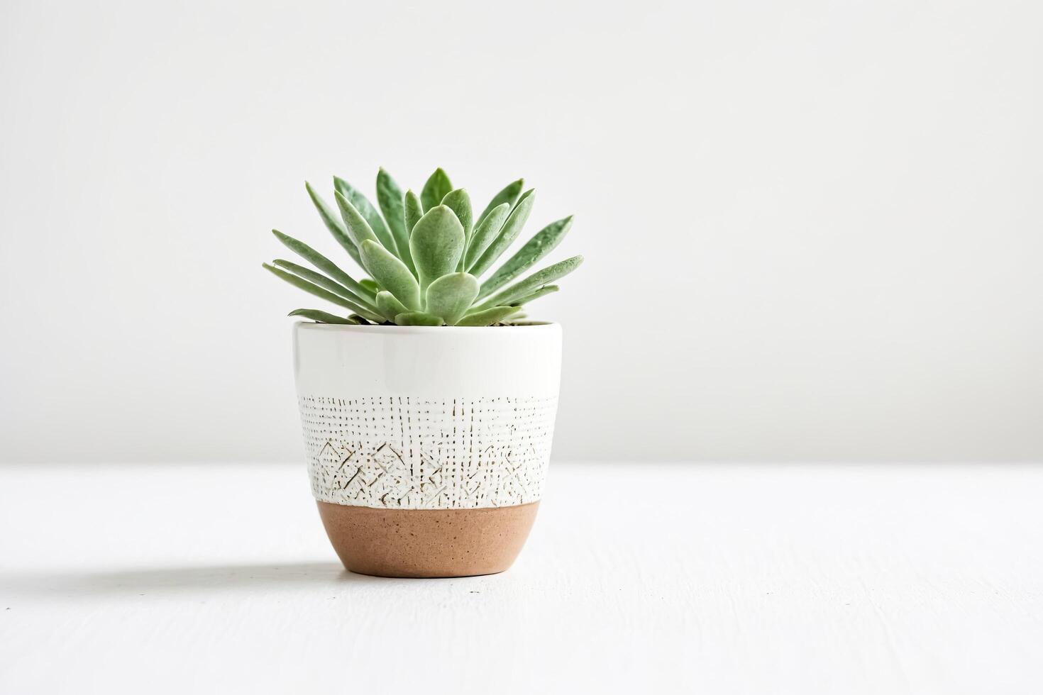 Succulent Plant in a White Pot with Brown Rim photo