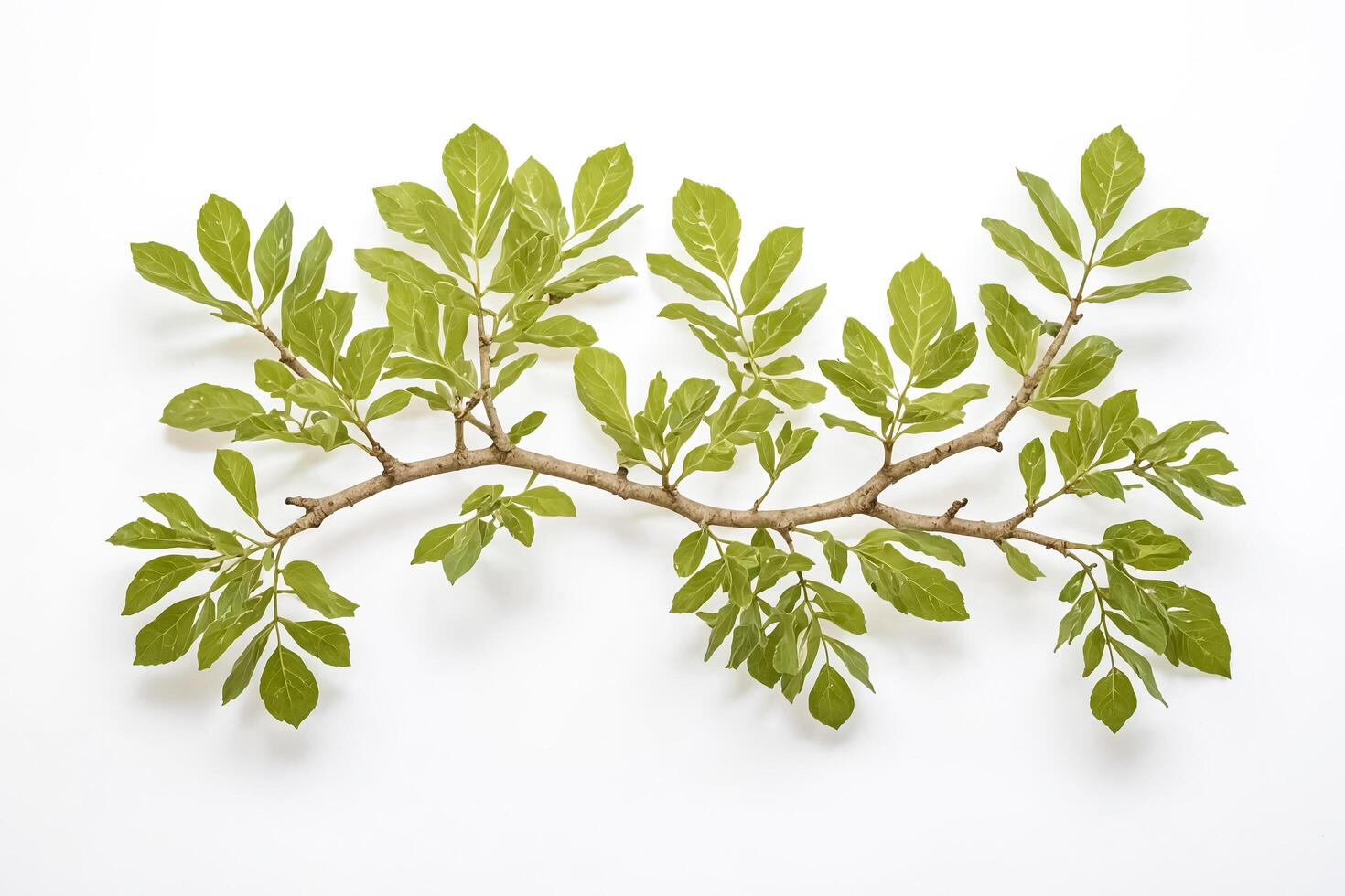 Green Branch with Leaves on White Background photo