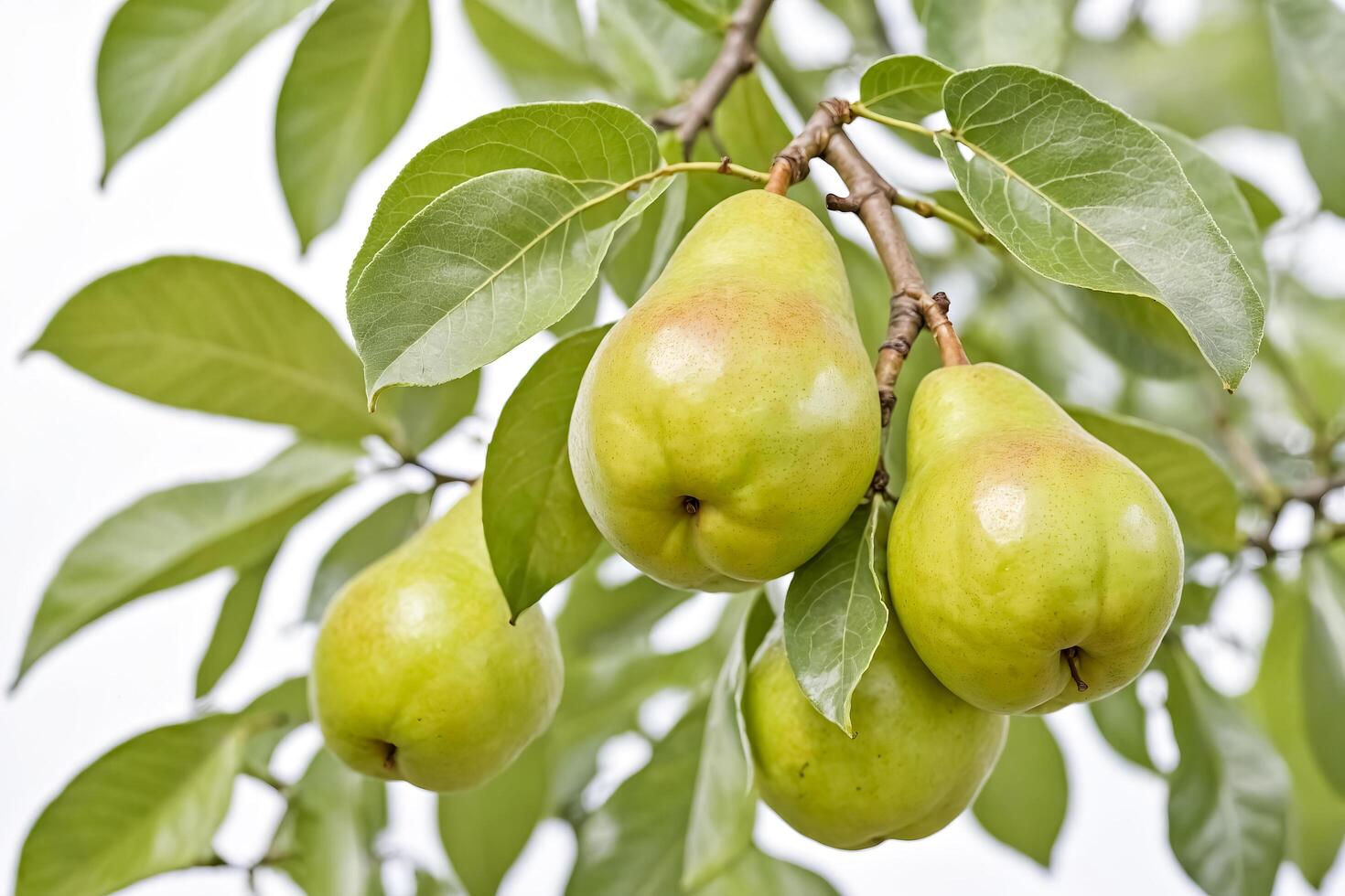 Closeup of green pears on a tree branch photo