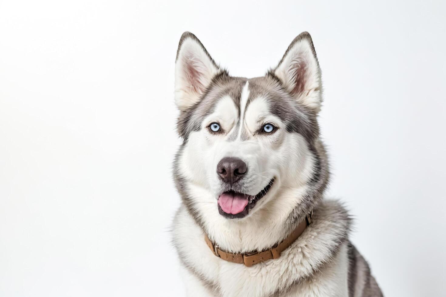 Portrait of a Siberian Husky with Blue Eyes photo