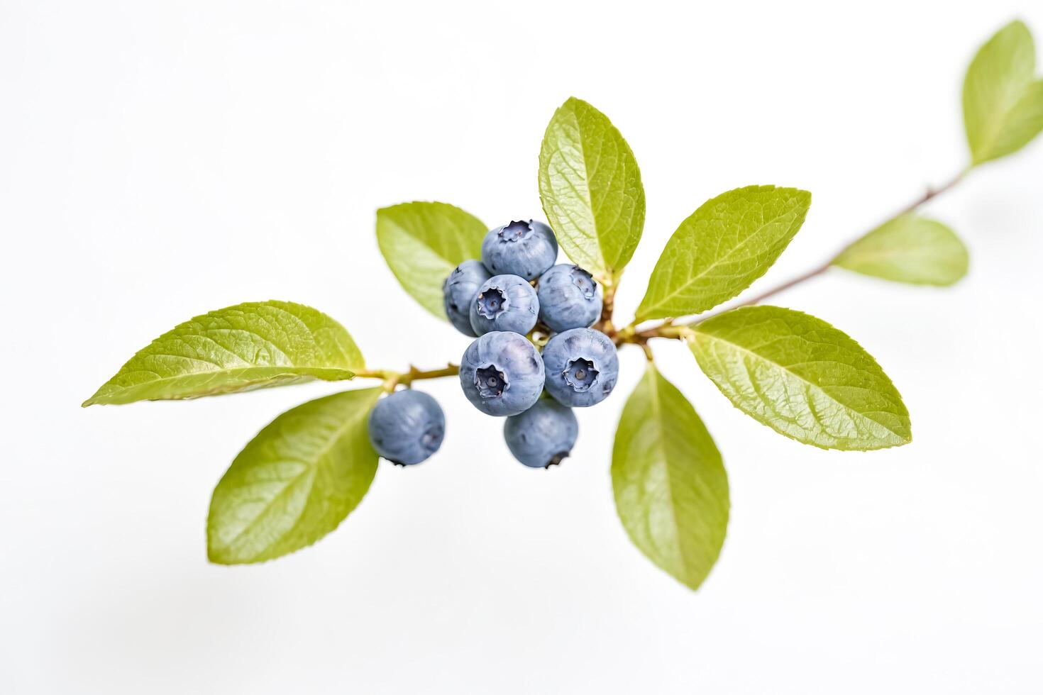 Close-up of Fresh Blueberries on a Branch with Green Leaves photo