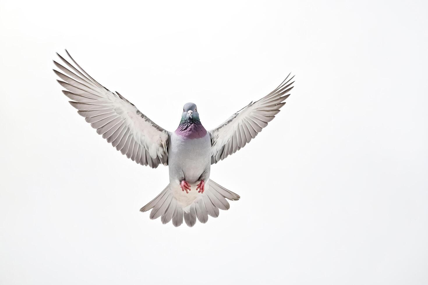 Pigeon in Flight Against a White Background photo