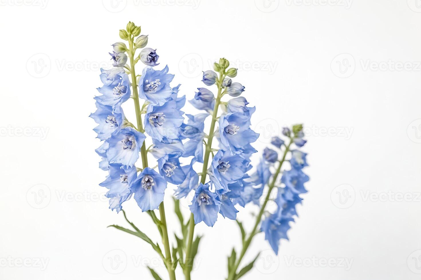 Light Blue Delphinium Flowers on White Background photo