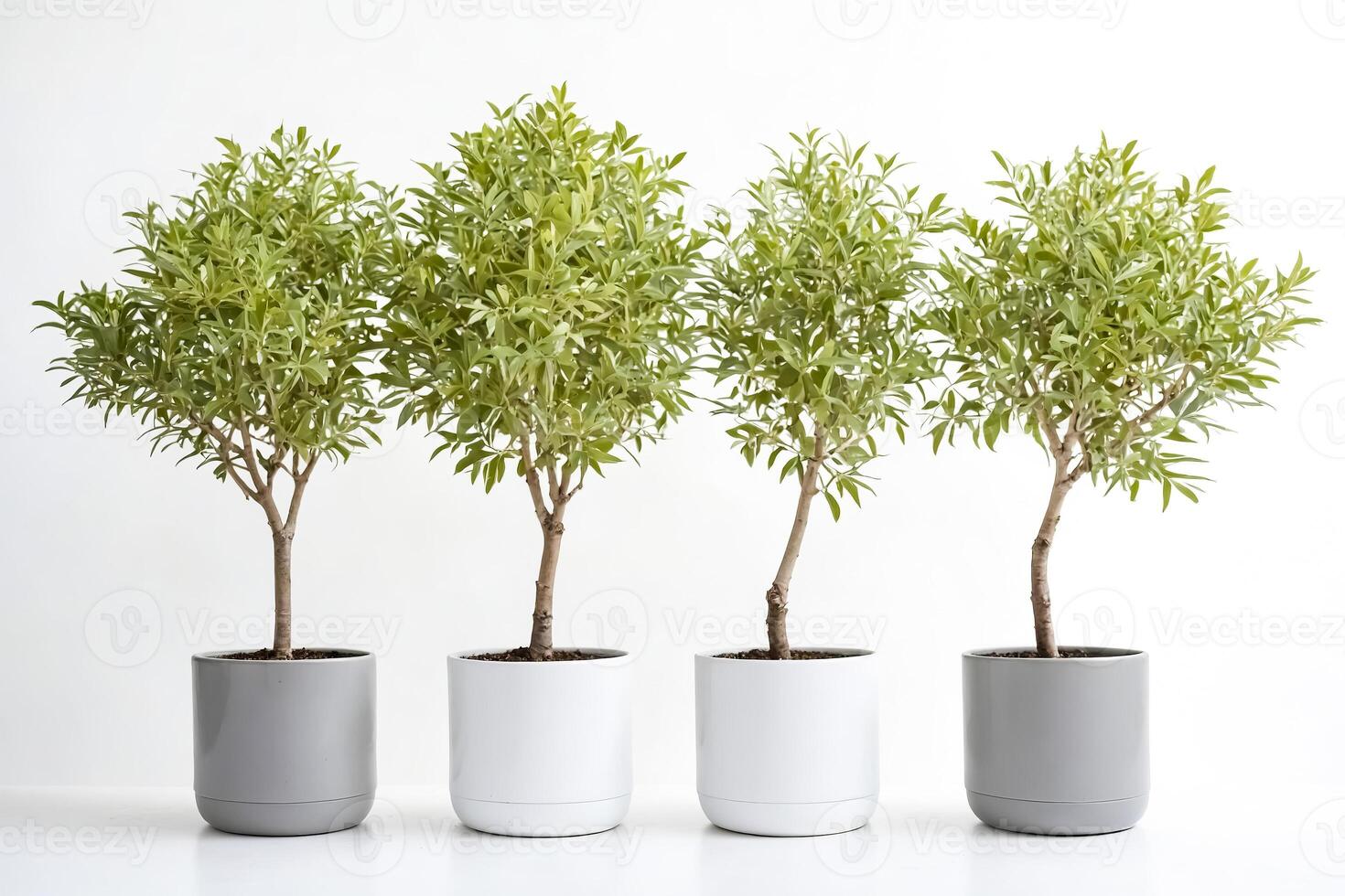 Four potted plants in a row photo