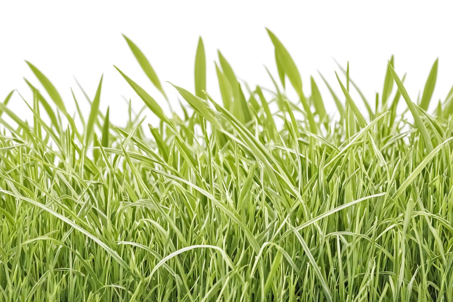 Closeup of Green Grass Blades on White Background photo