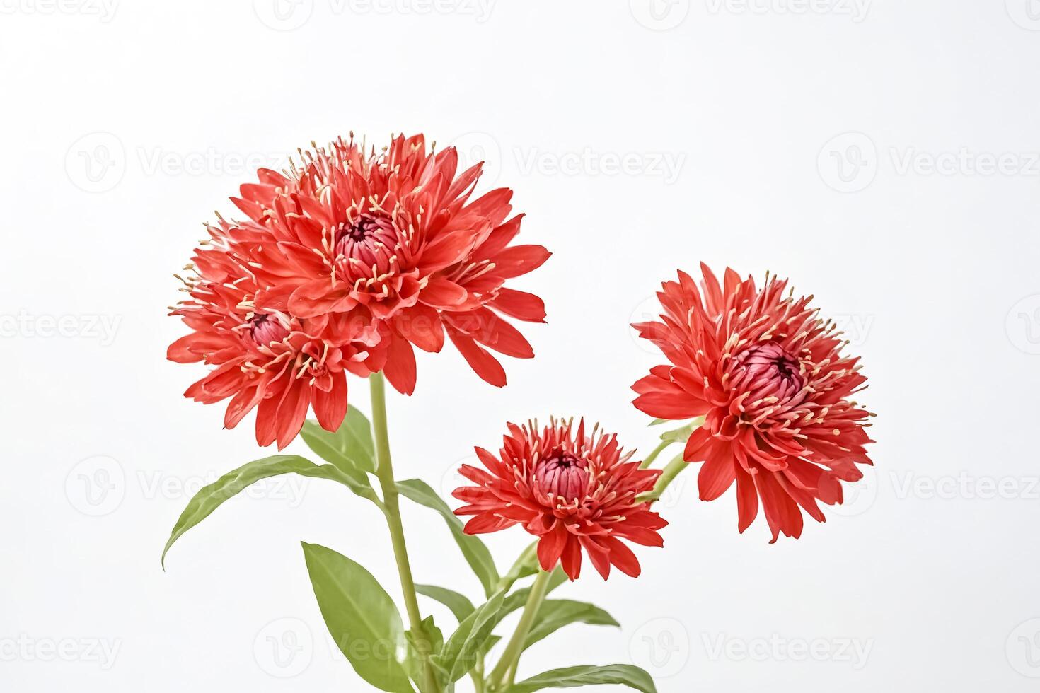 Close-up of Three Red Flowers on White Background photo