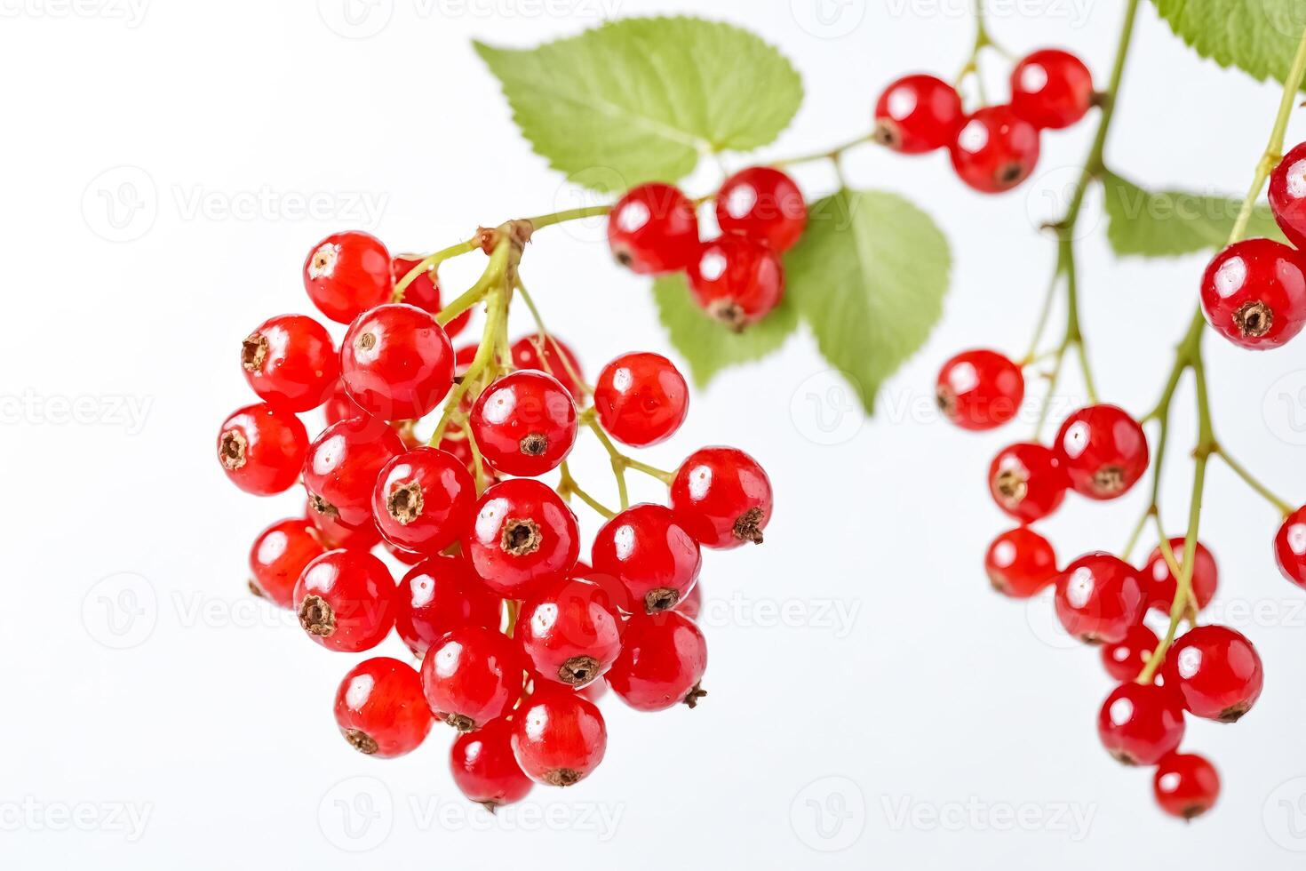 Red Currants on a Branch photo