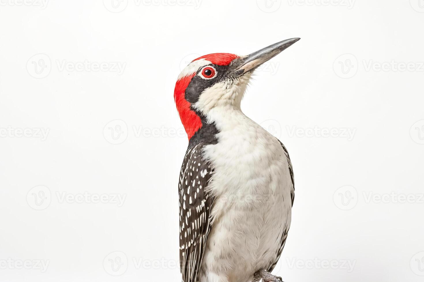 Red-Crested Woodpecker Isolated on White Background photo