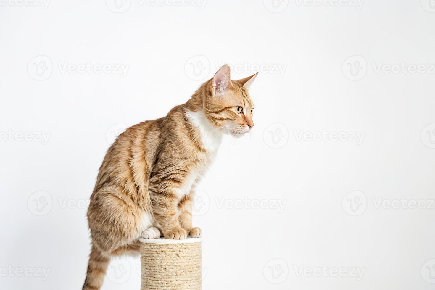 Ginger Cat Sitting on a Cat Tree photo