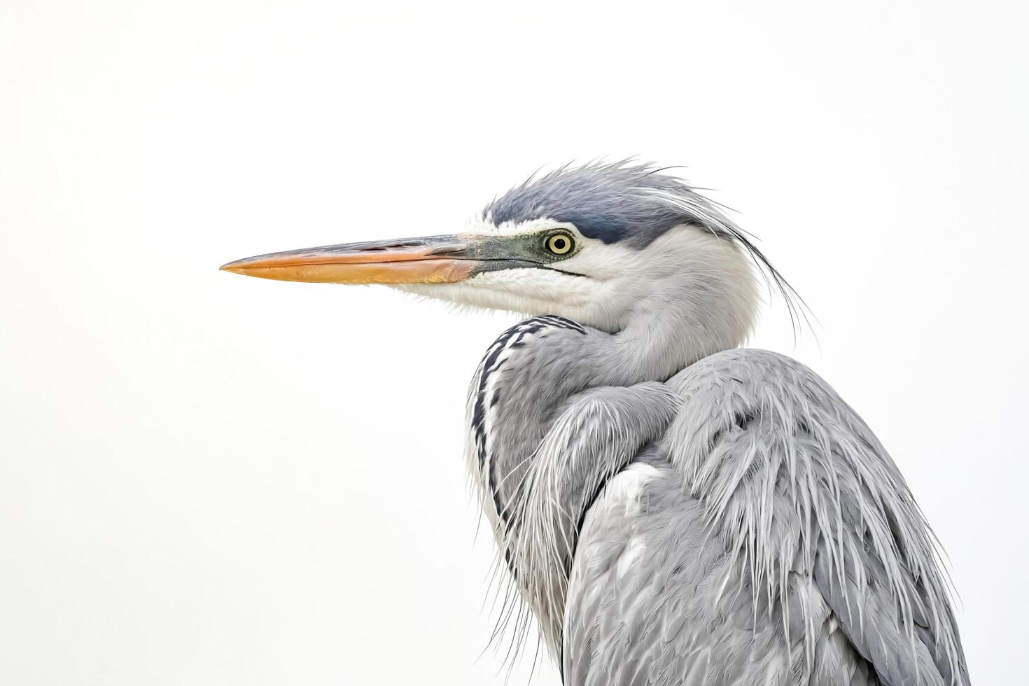 Grey Heron Portrait photo