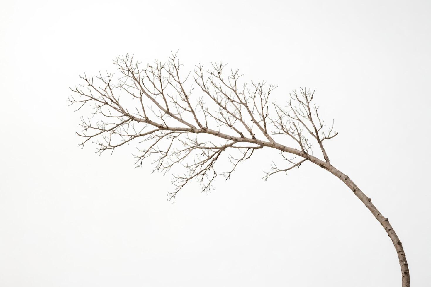 Bare Branch Reaching Up Against White Sky photo