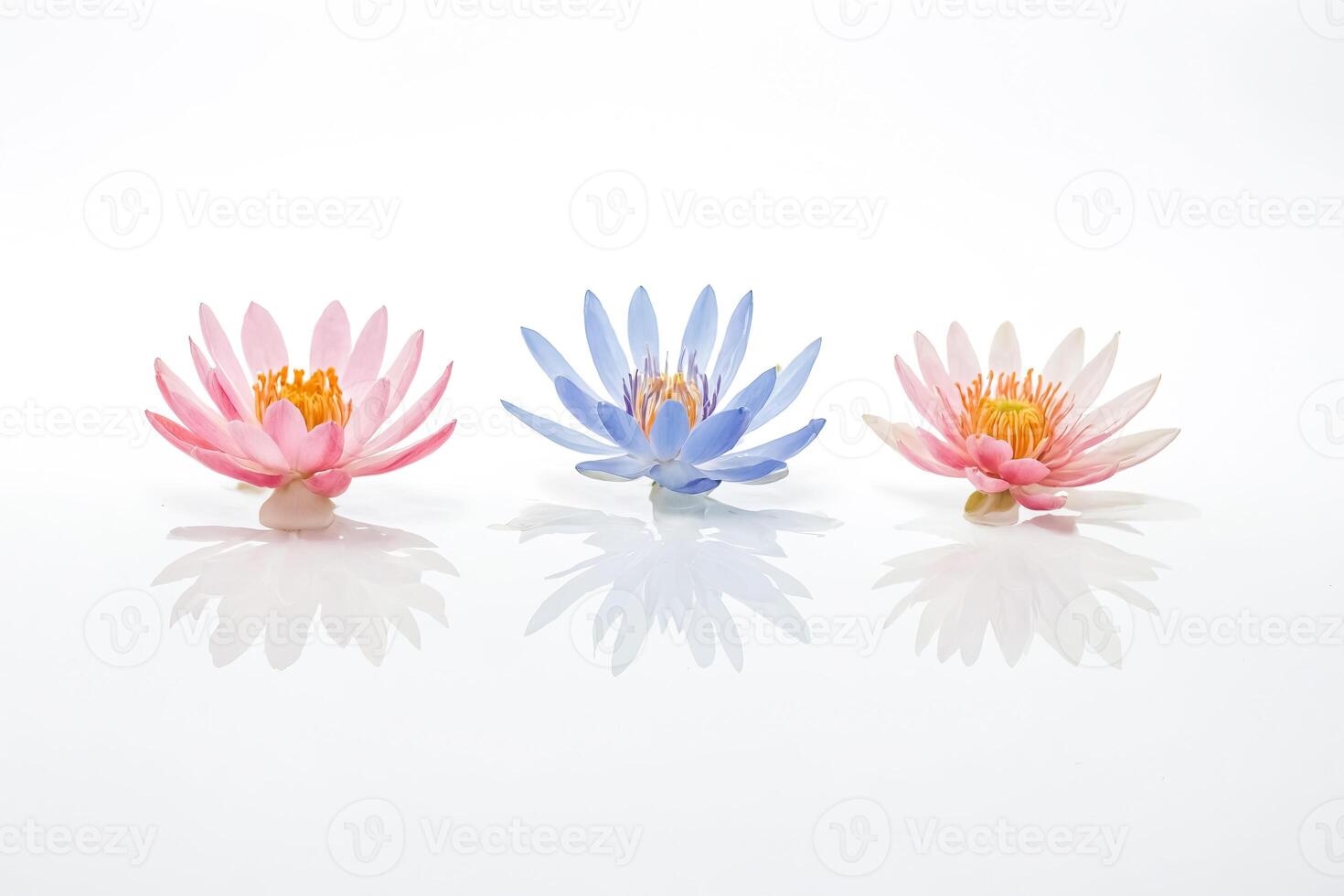 Three water lilies on white background photo