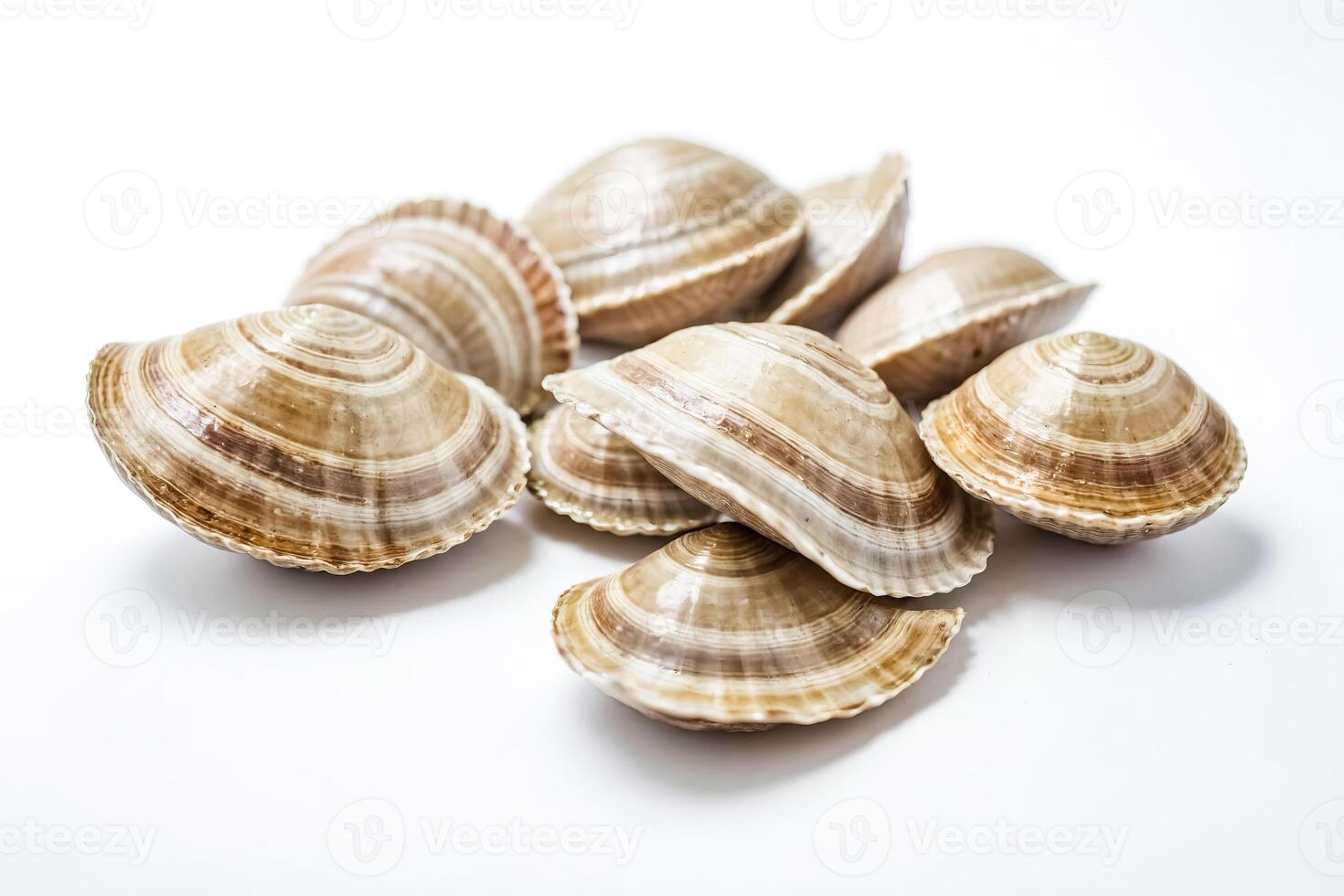 Closeup of Seashells on White Background photo