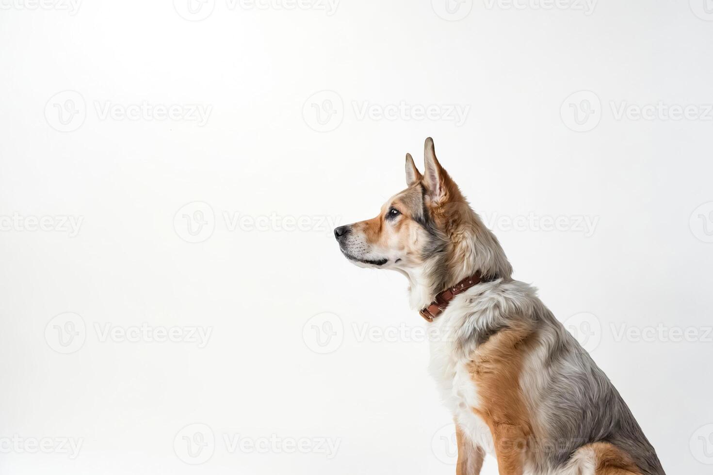 Portrait of a Dog Looking Off to the Side photo