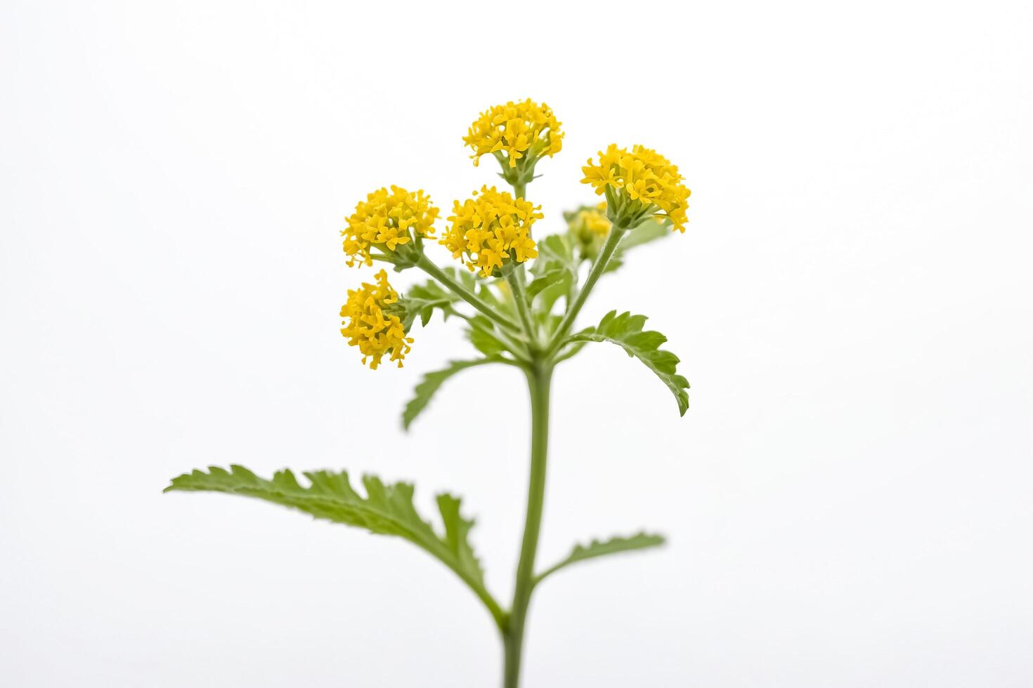 Yellow Flower with Green Leaves on a White Background photo