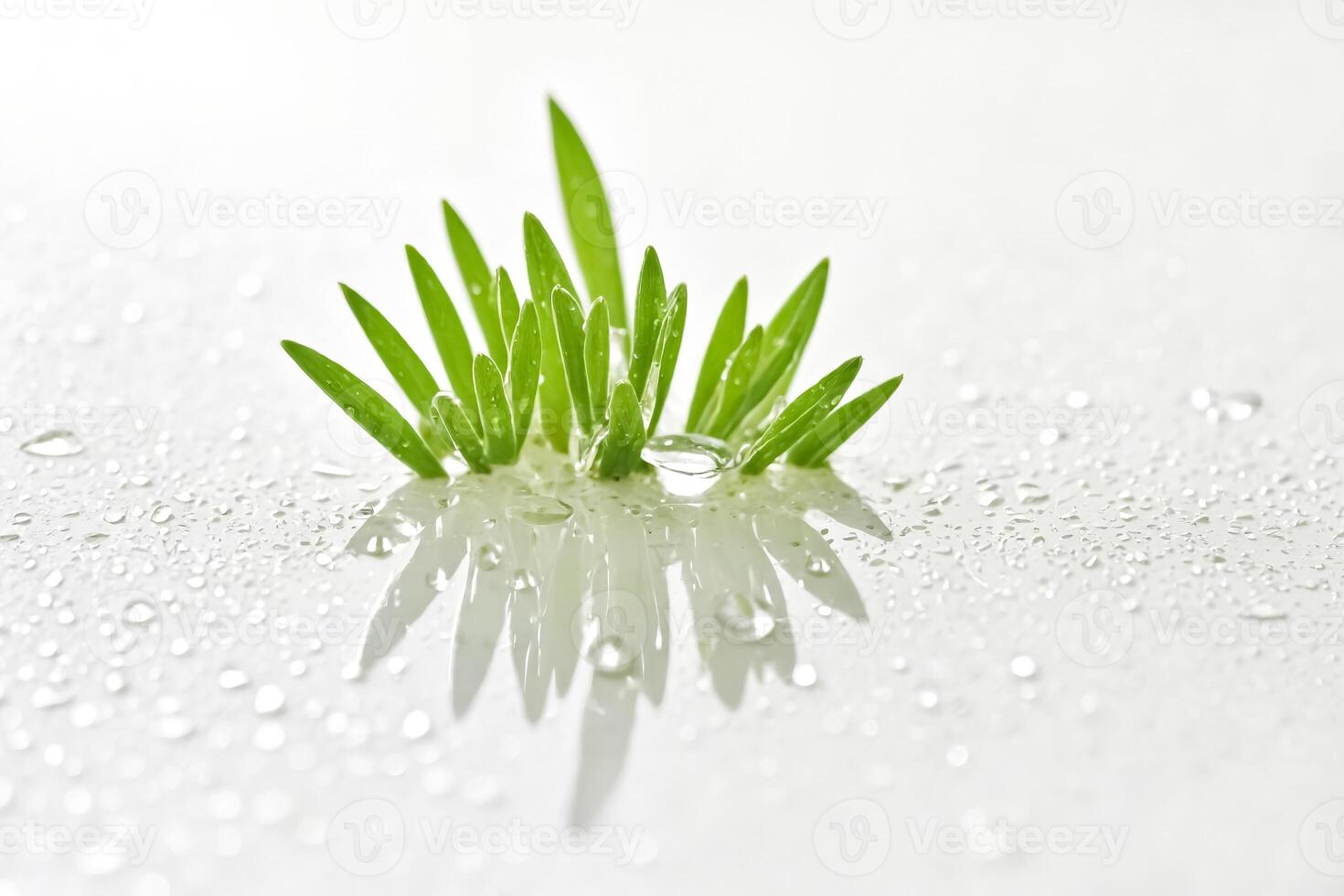 Green Plant Sprout in Water Droplets photo