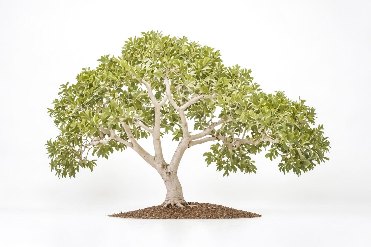 Green Tree Isolated on White Background photo