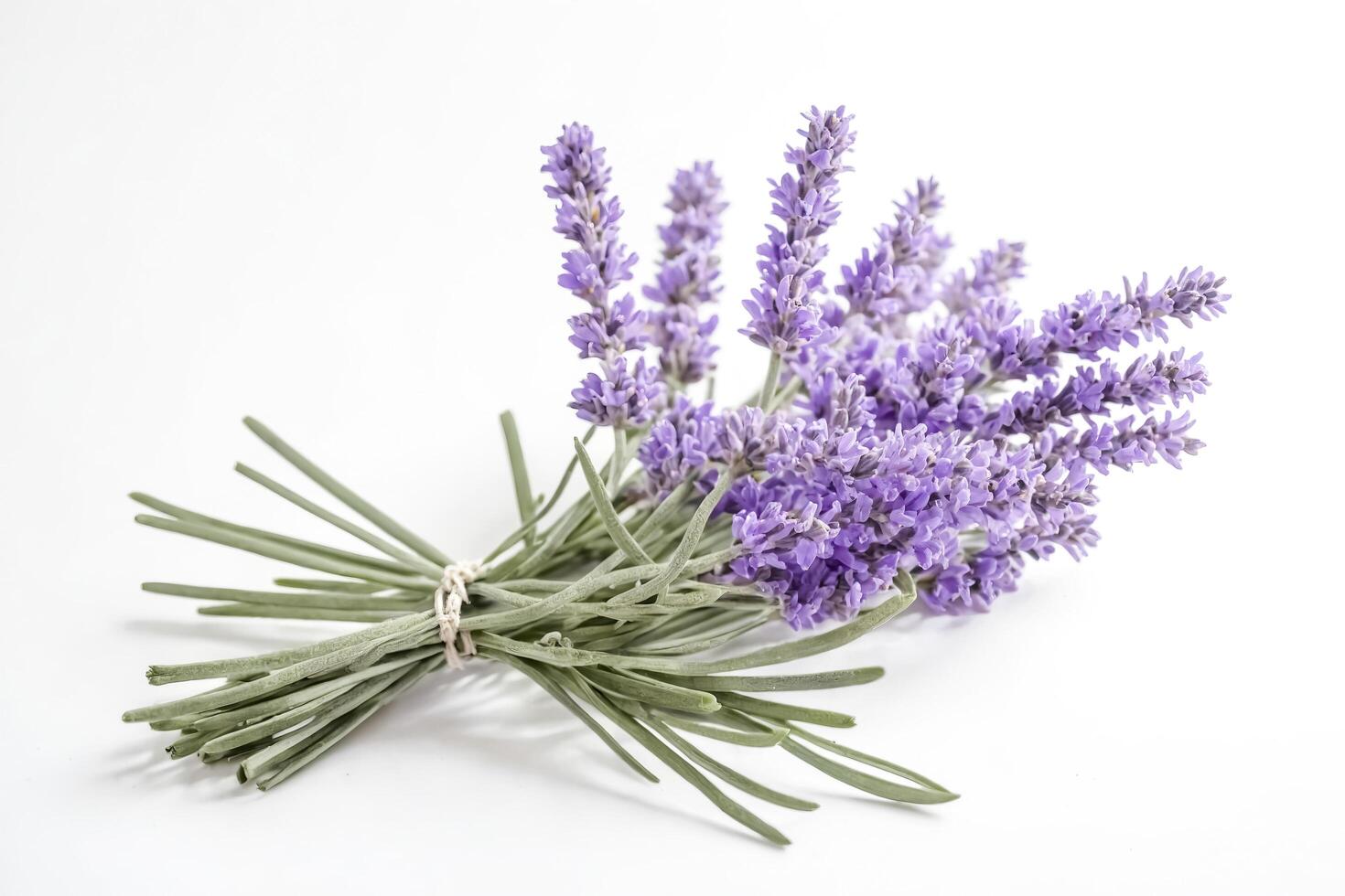 Close-up of lavender flowers photo