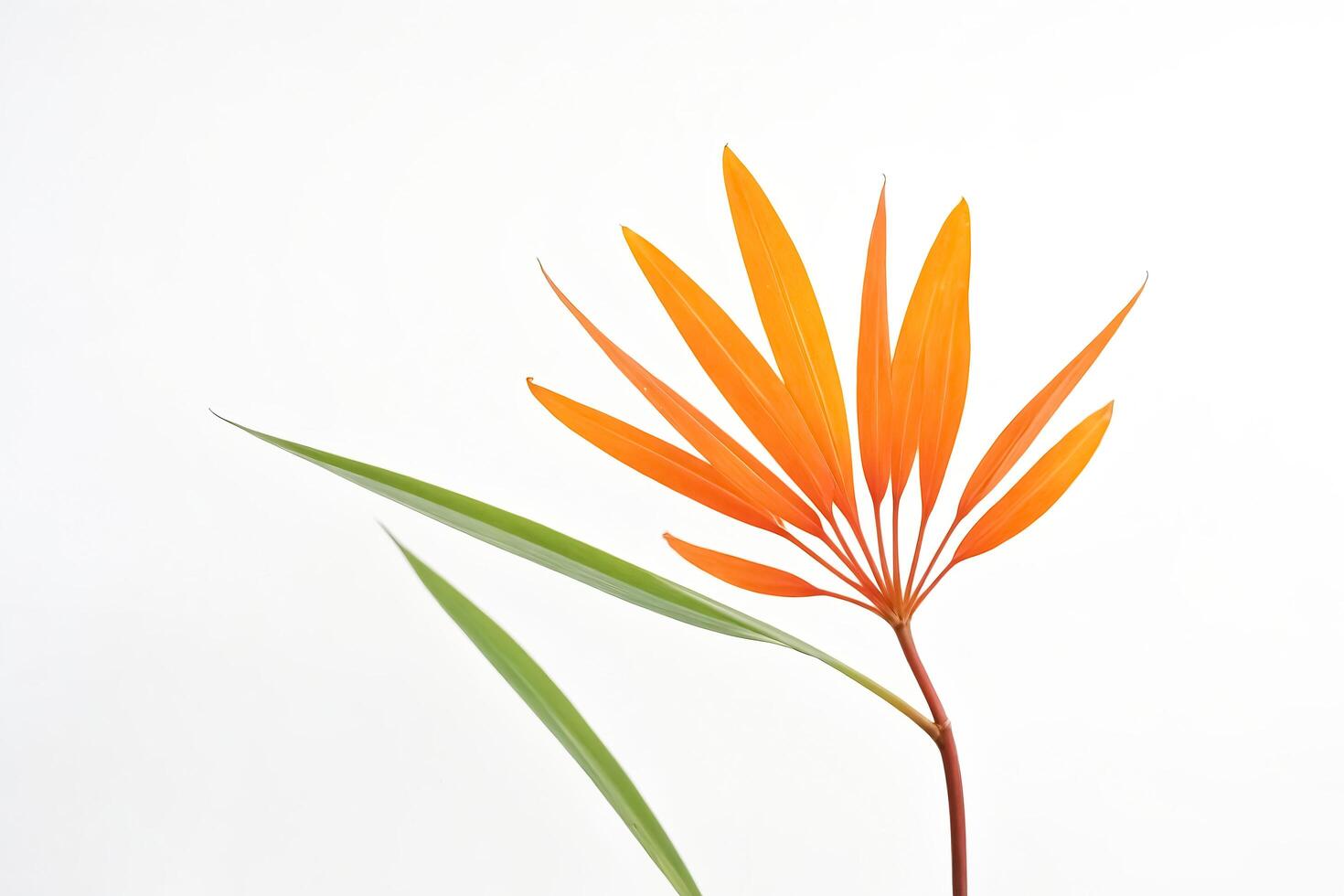 Orange and Green Leaves on White Background photo
