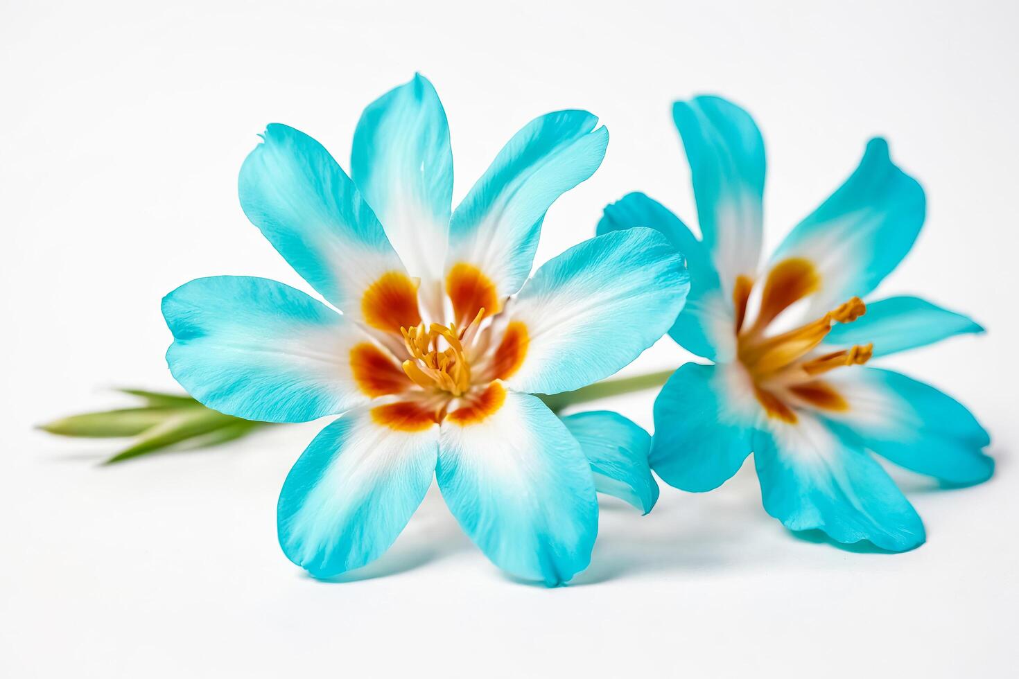 Blue Flower with White and Orange Center photo