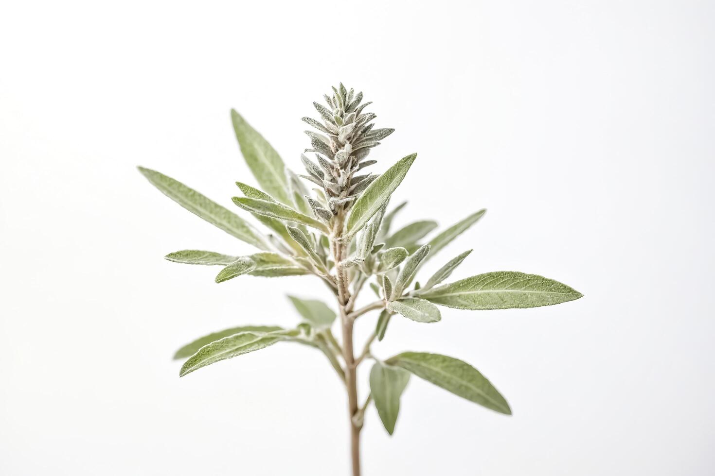 Green Plant with White Background photo