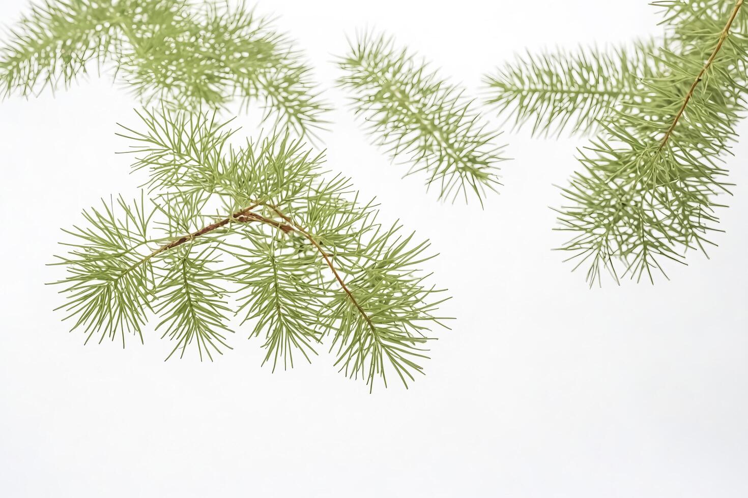 Pine Branch Isolated on White Background photo