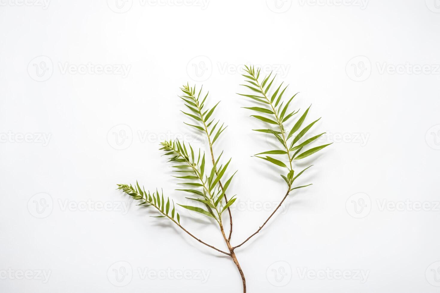 Minimal Green Branch on White Background photo