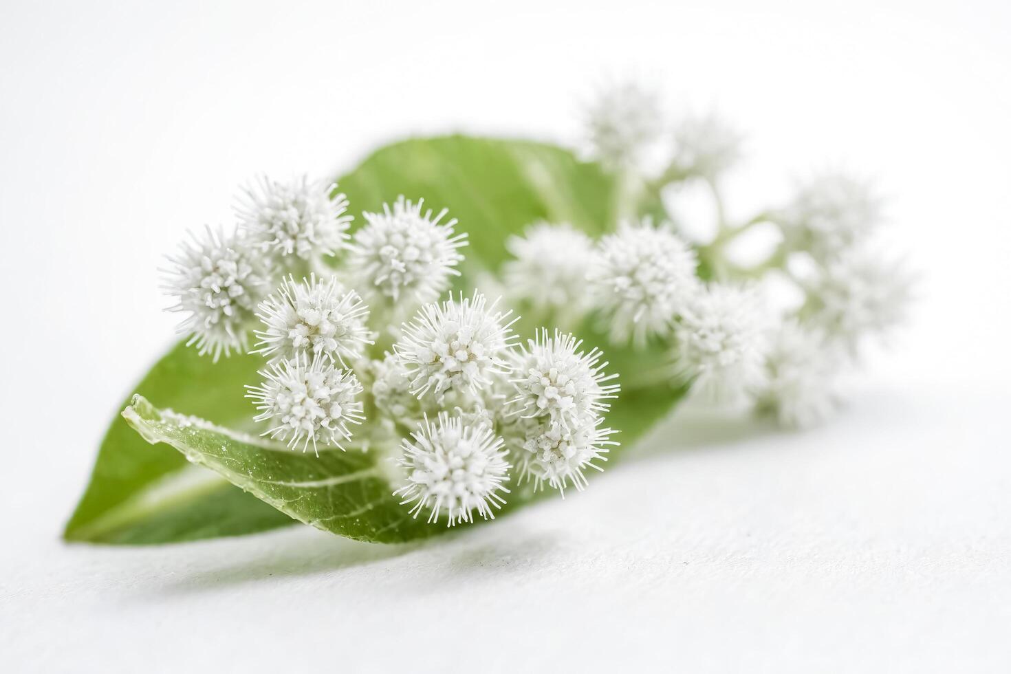 White Flower with Green Leaf photo