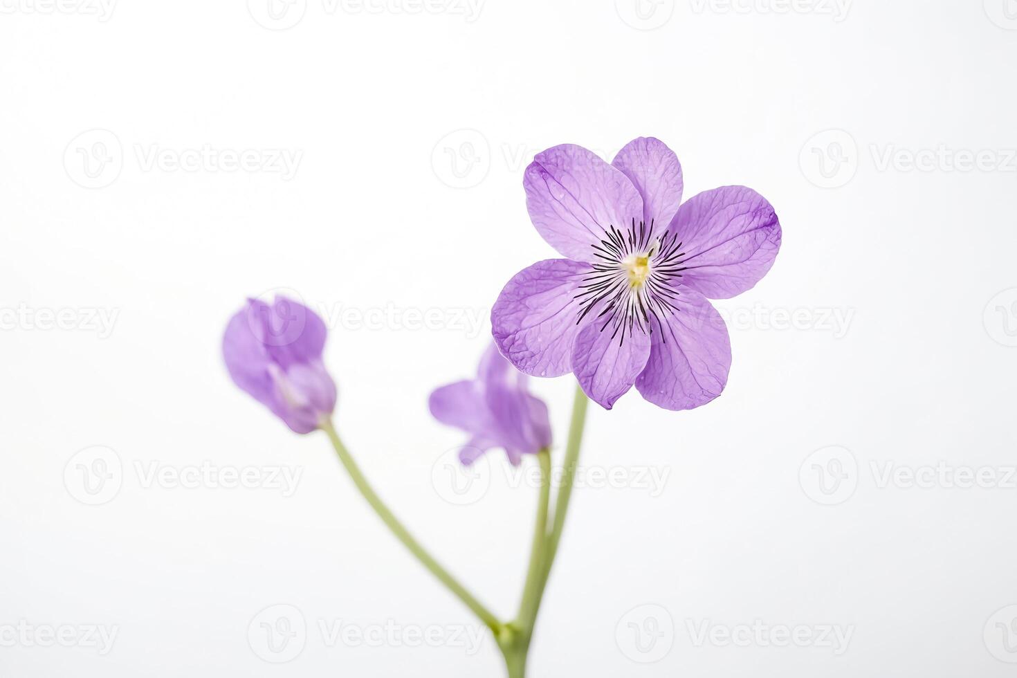 Single Purple Flower on White Background photo